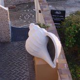 The Magical Mollusc - a surprise inside